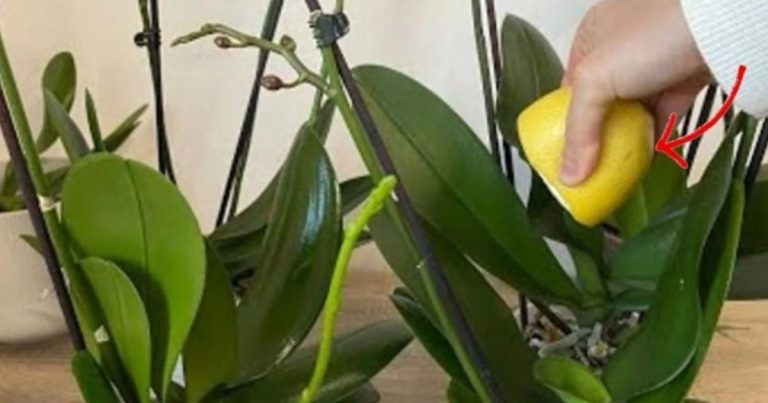 Orchidee – Das Floristen-Geheimnis für eine üppige Blütenpracht!