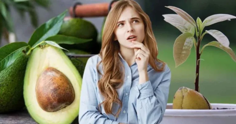 Wie man Avocadokerne in perfekter Manier pflanzt ?