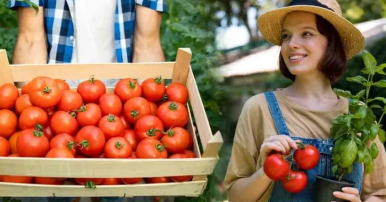 Wie man saftige und saftige Tomaten bekommt: die beste Zeit zum Pflanzen