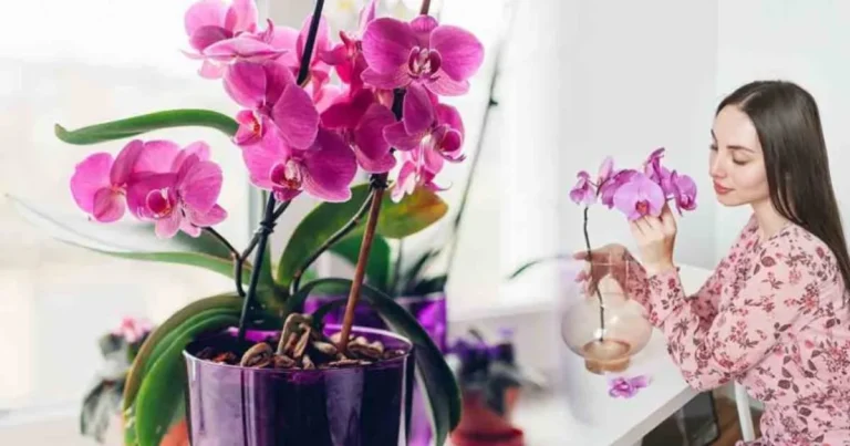 Zwei starke natürliche Düngemittel zur Förderung der Gesundheit von Orchideen